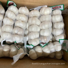 Sinofarm supply New crop China fresh garlic purple garlic in bulk price for wholesale from professional supplier